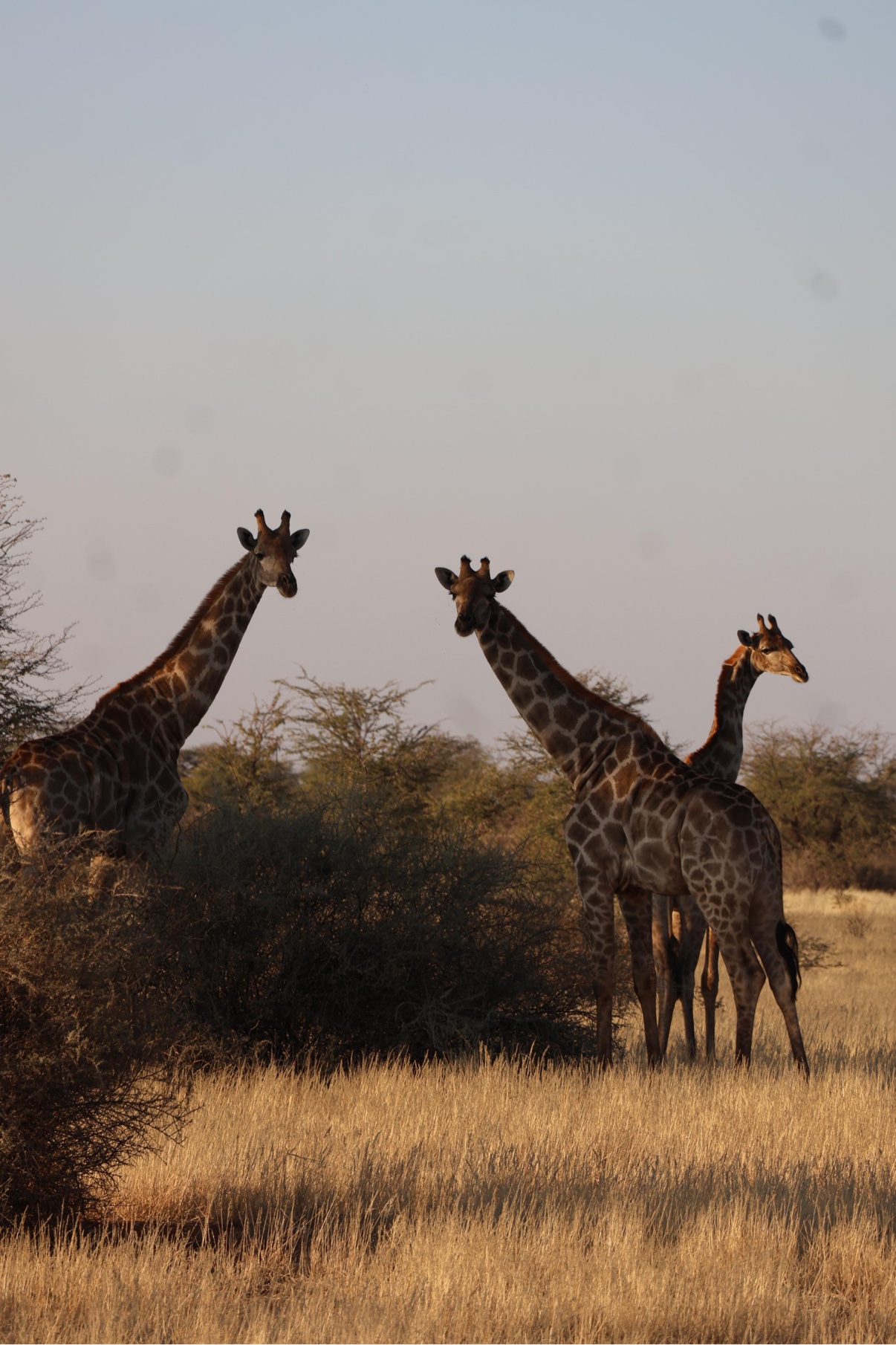 Three giraffes looking at the camera in golden grass at Zania Farm