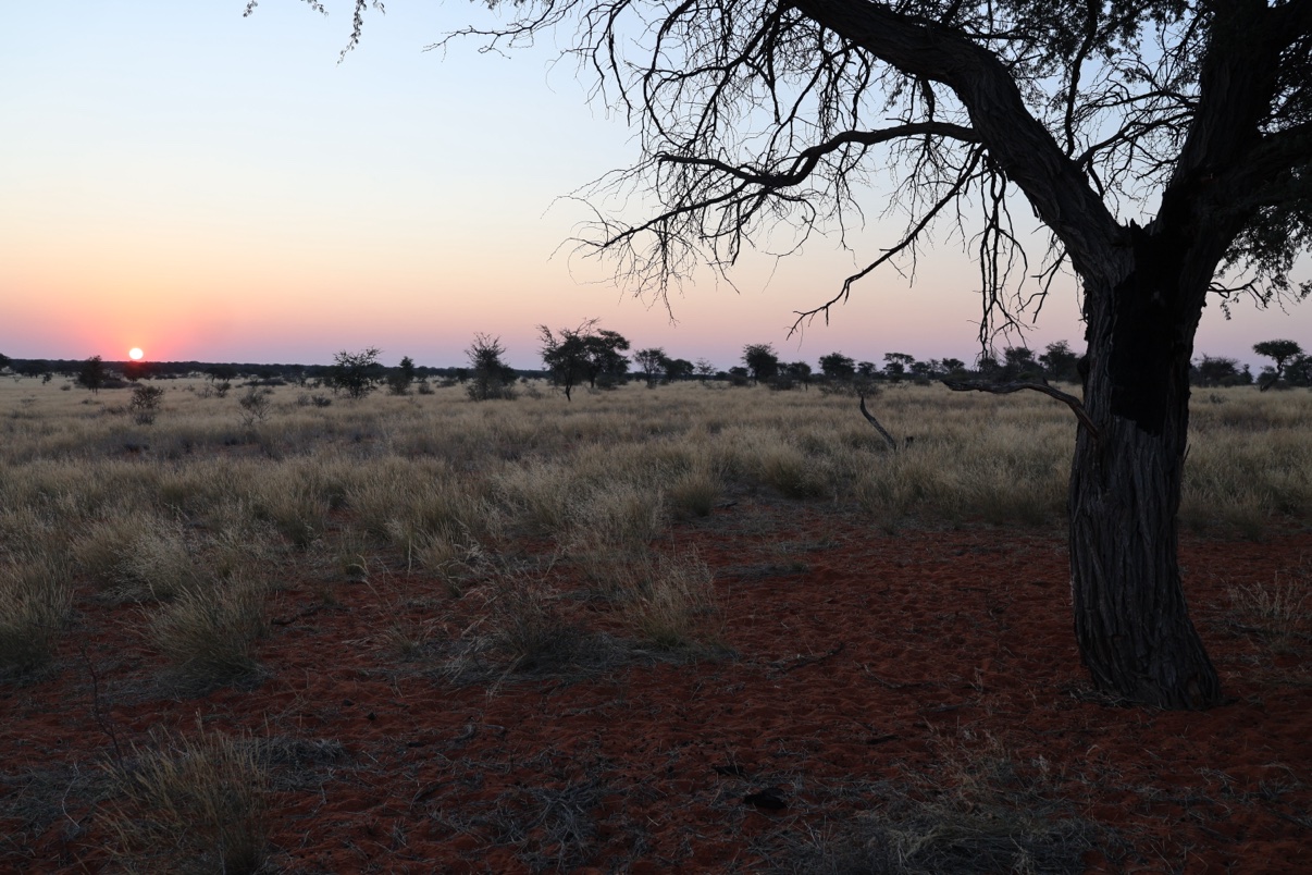 Sunset over red Kalahari sand and grassland with a camelthorn tree silhouette at Zania Farm