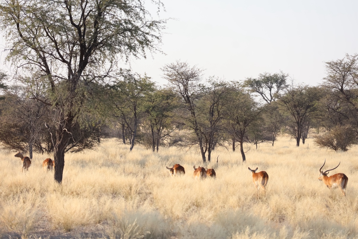 Herd of impala grazing in golden Kalahari grass with camelthorn trees