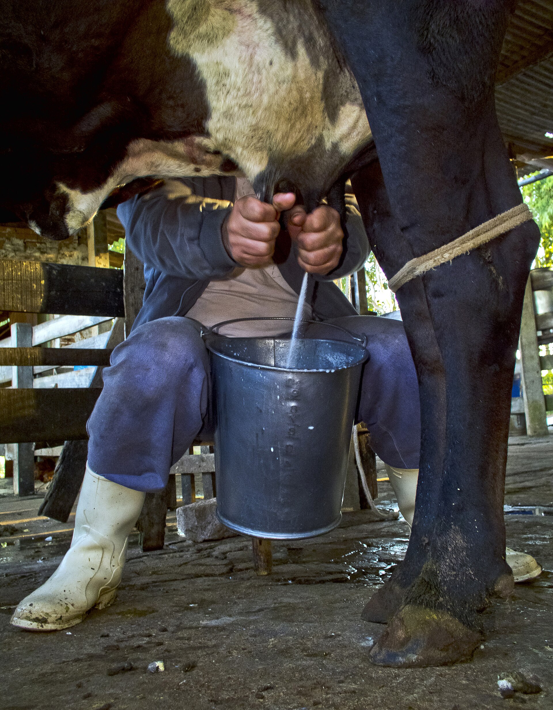 Milking the dairy cow at Zania Farm